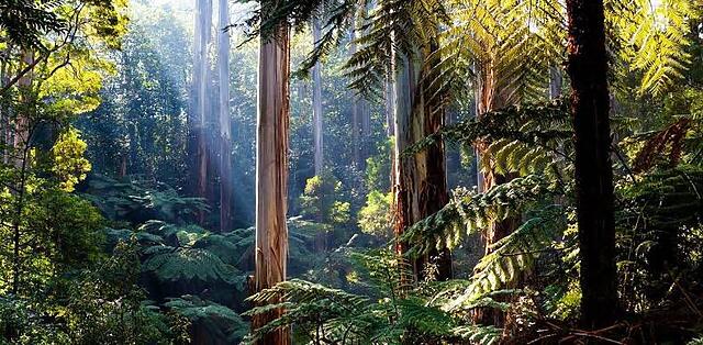 In a BIG win for biodiversity and climate - the Victorian Govt ha...
