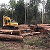 Logging inside the proposed boundaries of the Great Koala Nationa...
