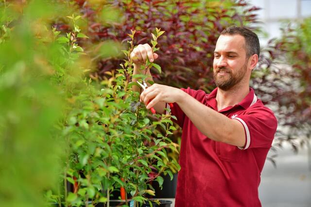 International Day of Plant Health puts plant biosecurity under the microscope