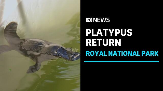 #Platypus, extinct locally for 50 years, have been reintroduced t...