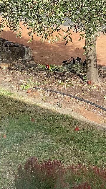 Peter Cain MLA: Any ideas on this colourful visitor? …