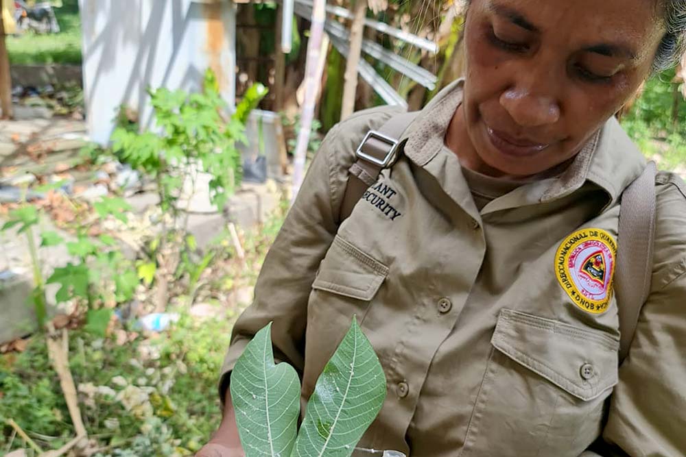 Plant pest surveys in Timor-Leste pick up post-pandemic