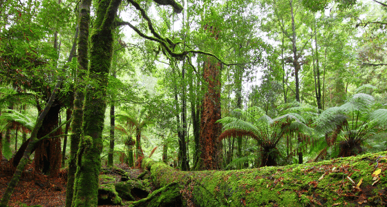 It’s Time for Tasmania to Follow Victoria and WA, and End Native ...