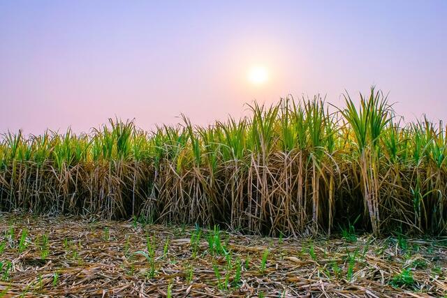 Analysis – Opportunities for Australian sugar exports to the UK