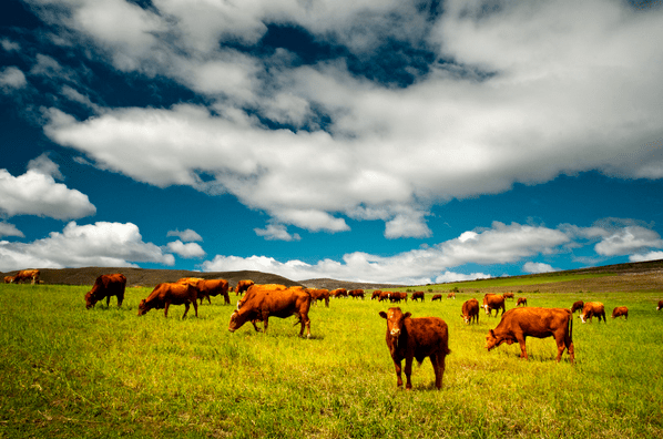 Have your say on live animal export standards