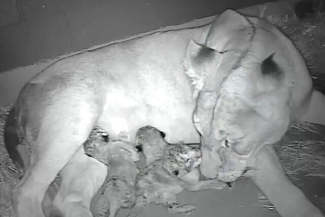 Ingrid Stitt MP: There’s some roar-some news at Werribee Open Range Zoo, with the …