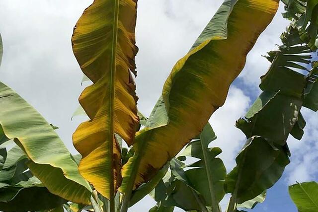 Early stage of Panama TR4 infection, entire leaf yellowing with leaf margins browning