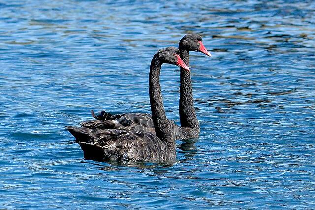 Image of two black swans