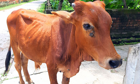 The detection of lumpy skin disease (LSD) in Australian cattle exported to Indonesia