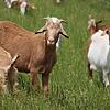 Analysis – Australian goat meat makes an impact on the global market