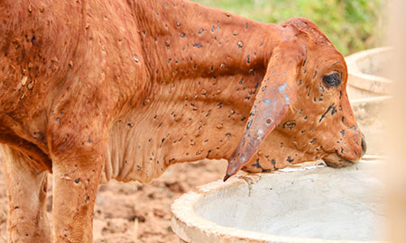 Suspension of live cattle and buffalo exports to Malaysia