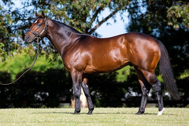 World famous shuttle stallions arrive for Australian breeding season