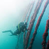 ACPPO webinar: The slippery science of seaweed biosecurity