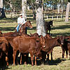 Image of a person on horseback amongst a small herd of cattle.