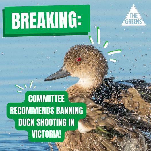 Victorian Greens:  Huge news  A parliamentary committee has recommended that duck s…