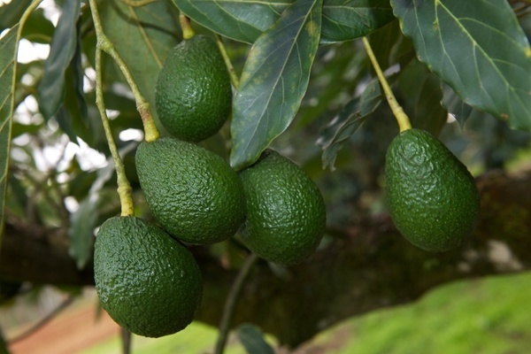 Analysis – Market access for Western Australian Hass avocados in Thailand