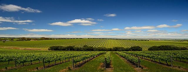 Have your say about the Wine Tourism and Cellar Door Grant Program