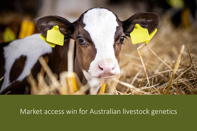 Market access win for Australian livestock genetics