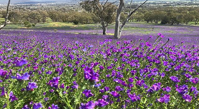 Pests and weeds on the rise