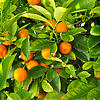 A sweet outcome for the citrus industry