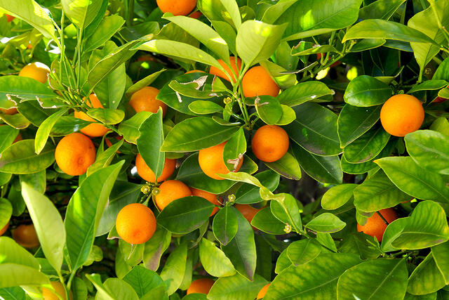 A sweet outcome for the citrus industry