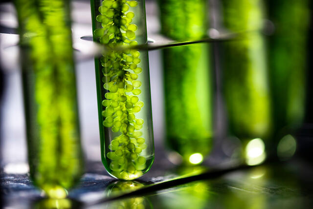 Algae’s next for trade success