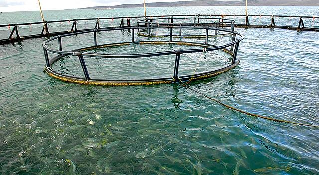 Aquaculture’s contribution to Australian seafood supply continues to grow