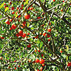 Image of a green tree with large red berries hanging from it