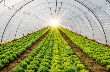 United States certifies irradiation for horticulture trade pathways