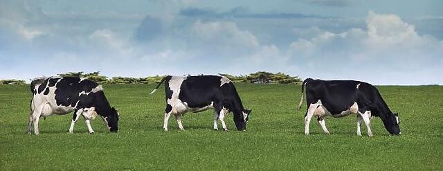 Have your say on the Dairy Industry Code