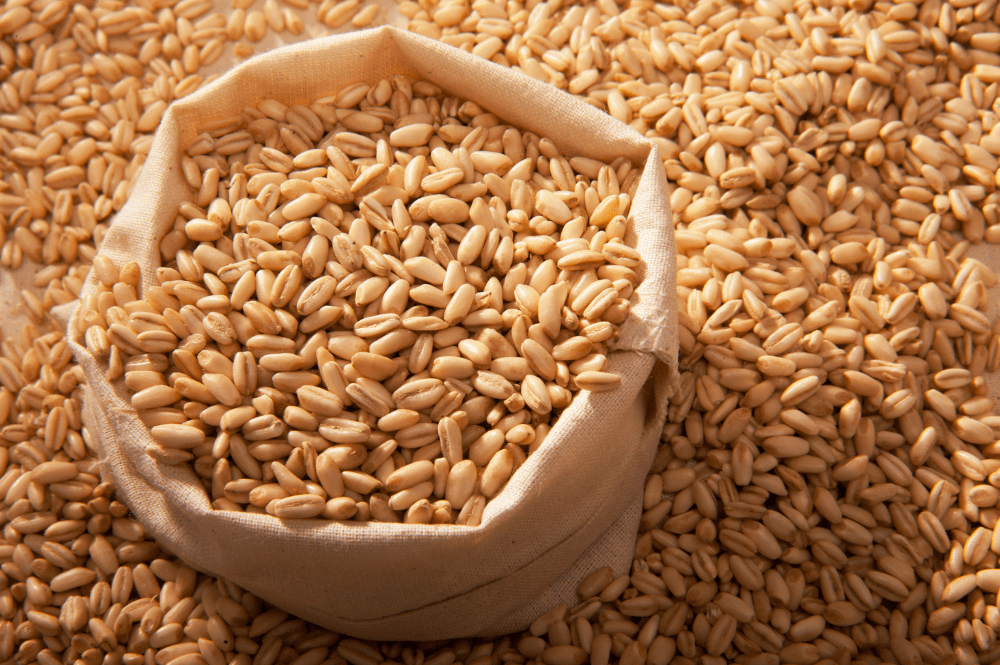 Insight – Growing export opportunities for Australian barley to Latin America