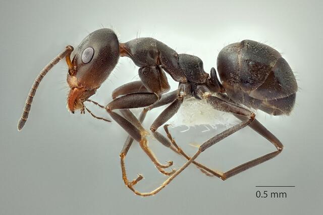 A high resolution image of a native ant