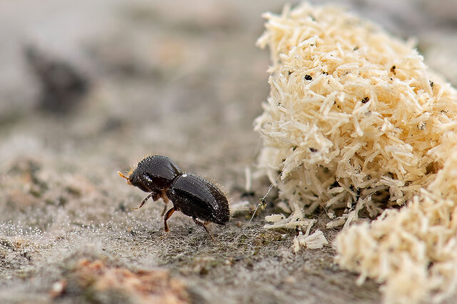 A small shot hole borer beetle on the surface of a tree next to frass.