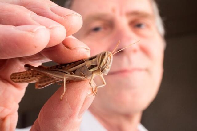 Researcher holding a locust