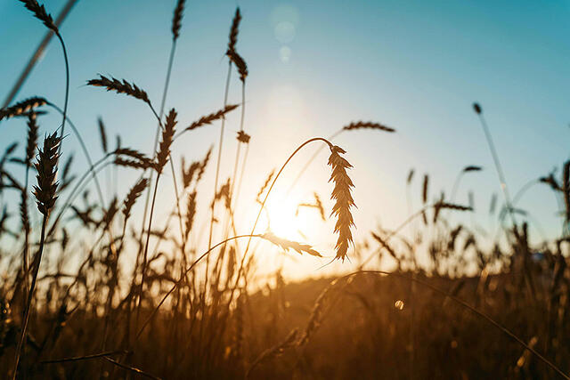 Rebound predicted for Australian agriculture