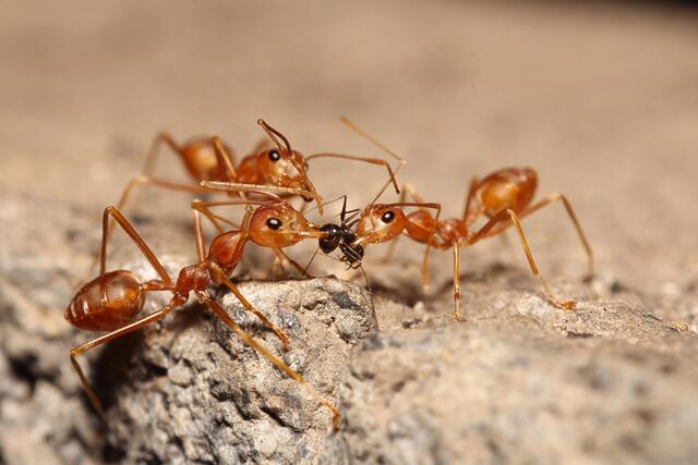 Three red imported fire ants attacking a black ant