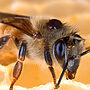 We mean bees-ness! New varroa mite detection technology to be tested