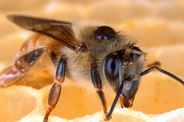 We mean bees-ness! New varroa mite detection technology to be tested