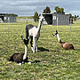 Llamas quarantine journey expands local gene pool