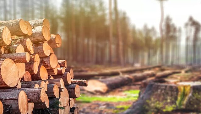 Delivering training solutions for Australia’s Forest and Wood Product sectors