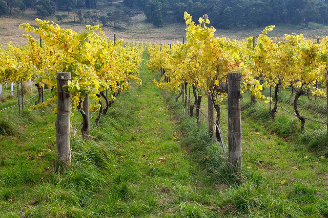 Australia to Chair World Wine Trade Group