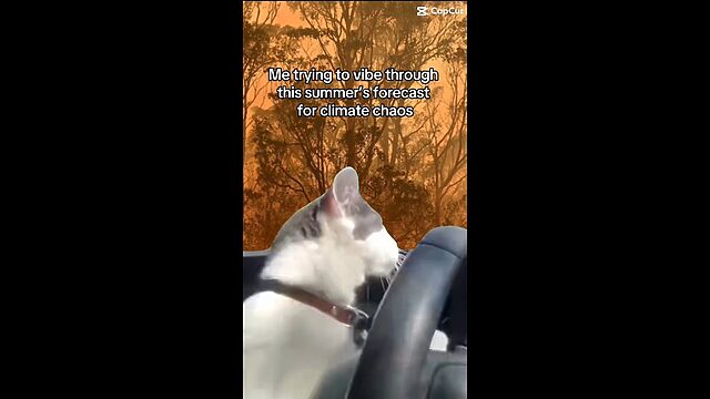 VIDEO: Australian Greens: Cat driving, vibing and crying