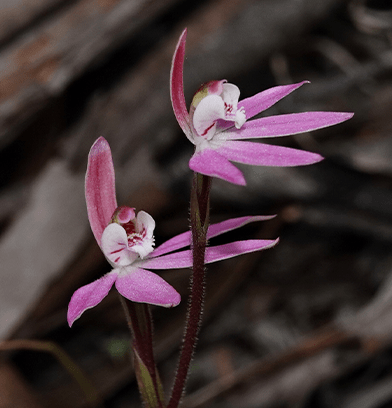 Plant Surveys at Dakalanta Reveal Key Species