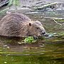 Wild Beavers Set to Engineer English Waterways Return