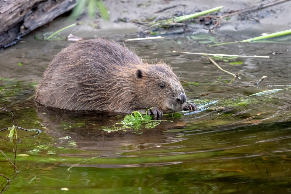 Wild Beavers Set to Engineer English Waterways Return