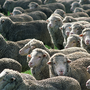 Aussie Cattle, Sheep Decline to Break Production Records