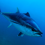 Bluefin Tuna Catch-and-Release Stats Released