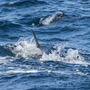 Bluefin Tuna Fishery Apps Open Soon