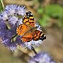 An orange butterfly with black webbing and spots sits on a purple flower.