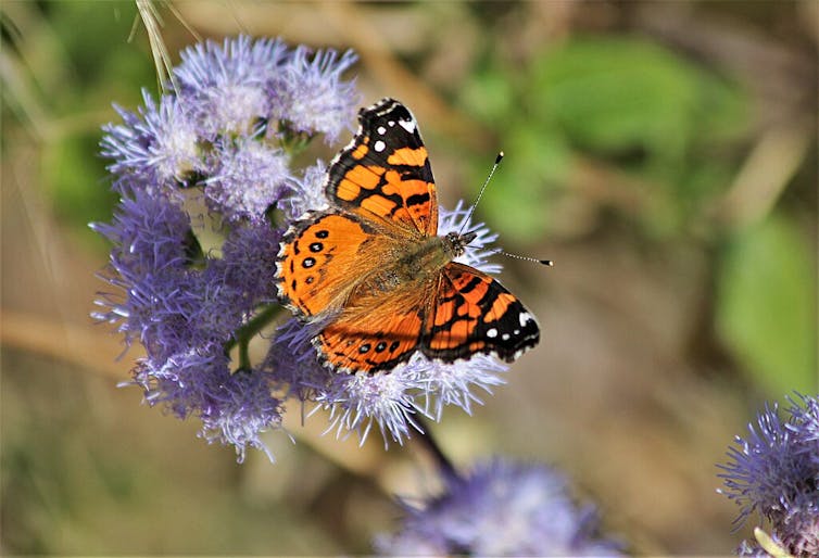 An orange butterfly with black webbing and spots sits on a purple flower.